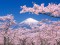 Il Giappone delicato <br/> dei ciliegi in fiore
